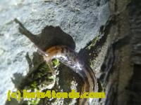 /home//u458753944/public_html/sourcegallery//Roxborough Toad Detour/2013-2019/2013/2013-04-09/P1120091.JPG
